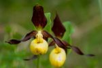 Lady Slipper Orchid Stock Photo