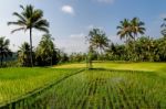 Rice Fields Of Bali Stock Photo