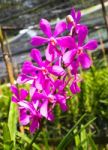 Beautiful Violet Orchid In Garden Stock Photo