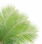 Green Coconut Leaves Isolated On White Background Stock Photo
