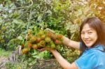 Asian Women Hold Or Presenting Fruits, Rambutan Bunch, Organic F Stock Photo
