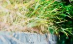 Grass On Pavement In Sunshine Light Backdrop Stock Photo