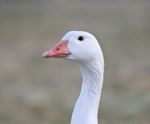 Beautiful Portrait Of A Wild Snow Goose Stock Photo