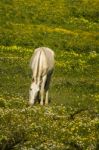 White Horse On A Landscape Field Of Yellow Flowers Stock Photo