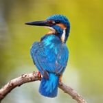 Male Common Kingfisher Stock Photo