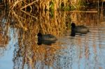 A Pair Of Coots Stock Photo