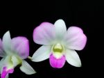 Pink Orchid On Black Background Stock Photo