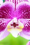 White Pink Phalaenopsis Orchid Flower In Garden Stock Photo