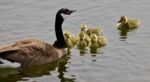 Beautiful Background With A Young Family Of Canada Geese Swimming Stock Photo