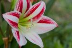 Flowering Lily In Summer In The Garden Stock Photo