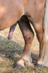 Stiff Pony Penis Erection With Back Legs Stock Photo
