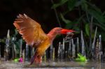 Ruddy Kingfisher Catching Stock Photo