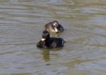 The White-winged Scoters Crazy Family Stock Photo