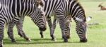Three Beautiful Zebras Together Stock Photo
