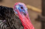 Closeup Head Of Male Wild Turkey Stock Photo