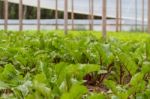 Beet Planting In The Organic Garden Greenhouse Stock Photo