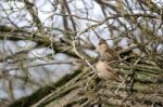 Sparrows (passeridae) Stock Photo