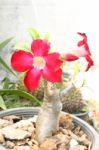 Red Impala Lily Flower In Plastic Pot Stock Photo