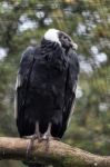 Andean Condor (vultur Gryphus) Stock Photo