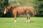Horse Standing In Meadow Stock Photo