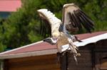 Benalmadena, Andalucia/spain - July 7 : Juvenile Andean Condor ( Stock Photo