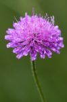 Violet Flower Dispsacacea Stock Photo