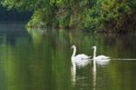 White Swan And Its Mate Are Swimming In The Lake Stock Photo