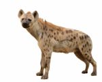 Spotted Hyena Isolated Stock Photo