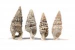 Group Of Seashells Stock Photo