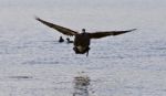 Beautiful Isolated Image Of A Landing Canada Goose Stock Photo