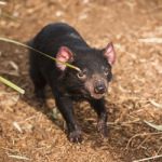 Tasmanian Devil In Hobart, Tasmania Stock Photo