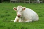 Large White Cow Lying Down Stock Photo