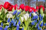 Red White Blue Flowers In Spring Season Stock Photo