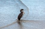 Spotted Shag (phalacrocorax Punctatus) Stock Photo