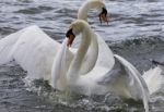 Amazing Expressive Photo Of The Fighting Swans Stock Photo