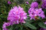 Close_up Of A Rhododendron Covered With Raindrops Stock Photo