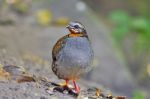 Rufous-throated Partridge Bird Stock Photo