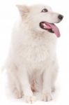 Cute White Dog Stock Photo