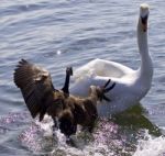 Fantastic Amazing Photo Of A Canada Goose Attacking A Swan On The Lake Stock Photo
