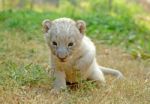 Baby Lion Stock Photo