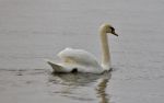 Beautiful Isolated Photo Of A Strong Mute Swan Swimming Stock Photo