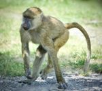 Background With A Funny Baboon Going Somewhere Stock Photo