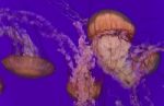 Several Beautiful Deadly Jellyfishes In The Sea Stock Photo