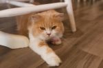 Portrait Of Cute Tabby Cat Fluffy Pet Looks Curious Stock Photo
