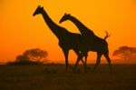 Giraffe - African Wildlife Background - Galloping Freedom Stock Photo