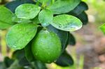 Lime On A Tree Stock Photo