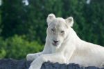 Funny But Dangerous White Lion Shows The Tongue Stock Photo