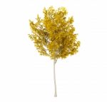 Yellow Leaf Tree Isolated On White Background, 3d Rendering Stock Photo