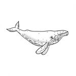 Humpback Whale Drawing Side Stock Photo