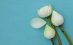 Beautiful Fresh White Lotus Flower Stock Photo